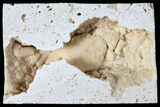 Sparkly, Fossil Crab (Potamon) Preserved in Travertine - Turkey #121381-1